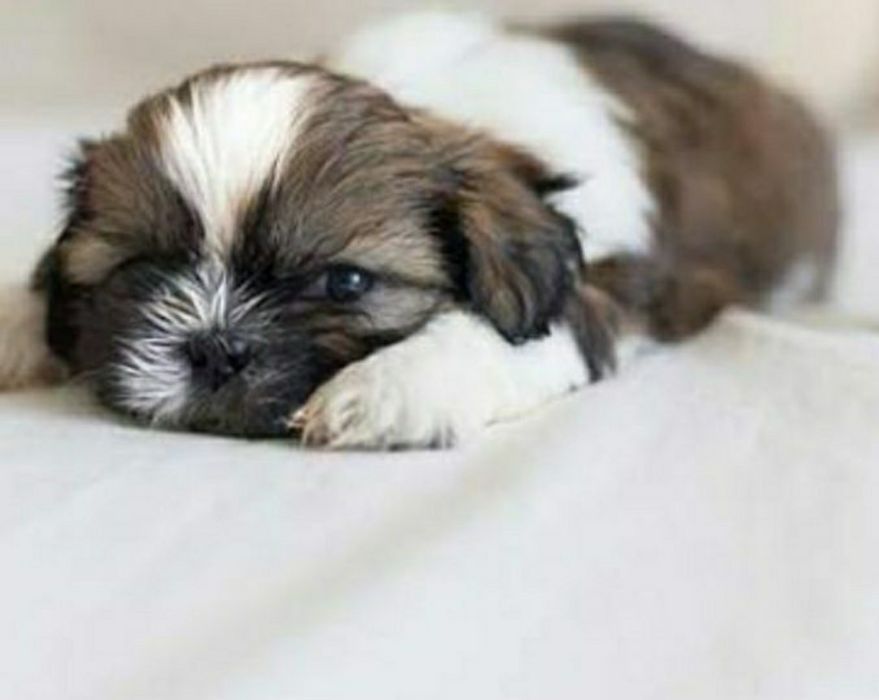 Shih-tzu talie mica mini toy