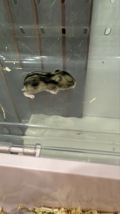 Продам маленького хомячка