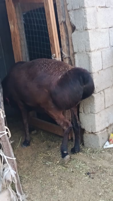 Тұқымдыққа Гиссар қошқар каштан сатылады