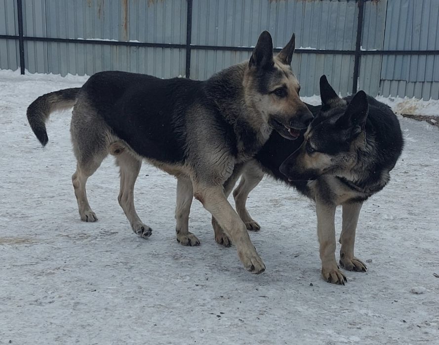 Вязка с Вео-чемпионом