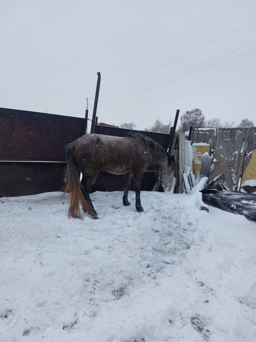 Продам кобылу 4летка