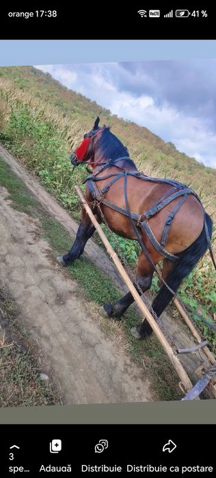 Vând cal castrat de 6 ani