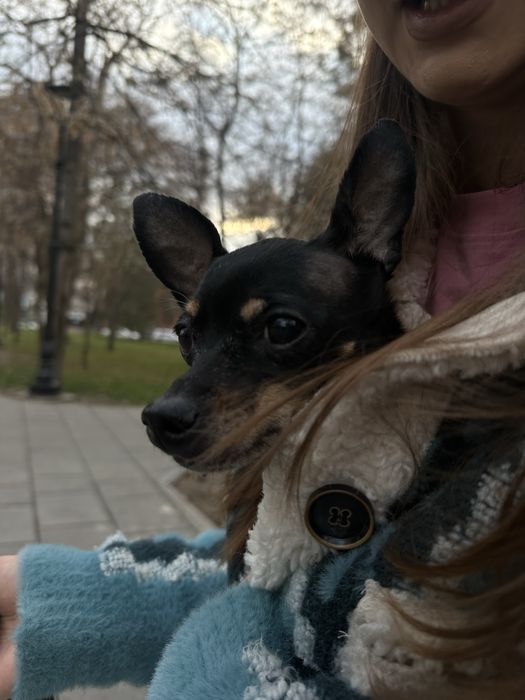 Той терьер ( мальчик)