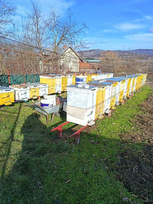 Vând familii de albine cu sau fara cutie