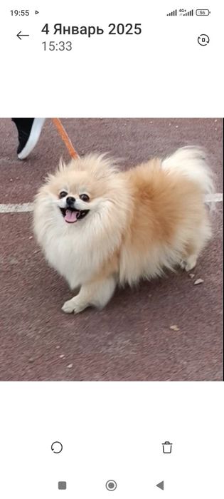 Вязанные носки собачьи