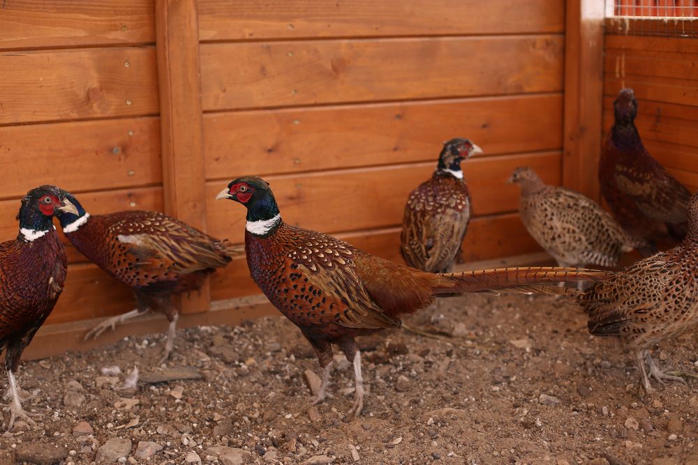 Продам охотничьего фазана