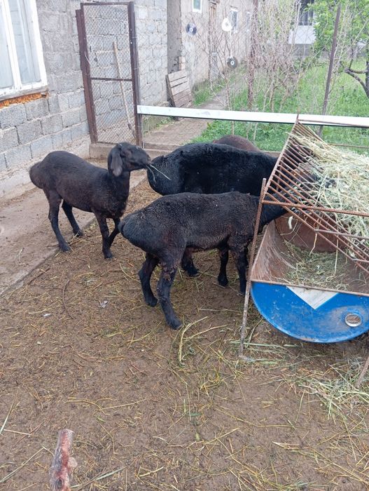 Кошкар козы кой тохты