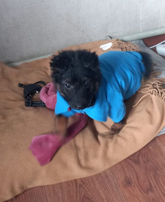 Ищет самый лучший дом щенок звоночек