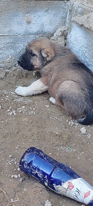 Шенки . Күшіктер