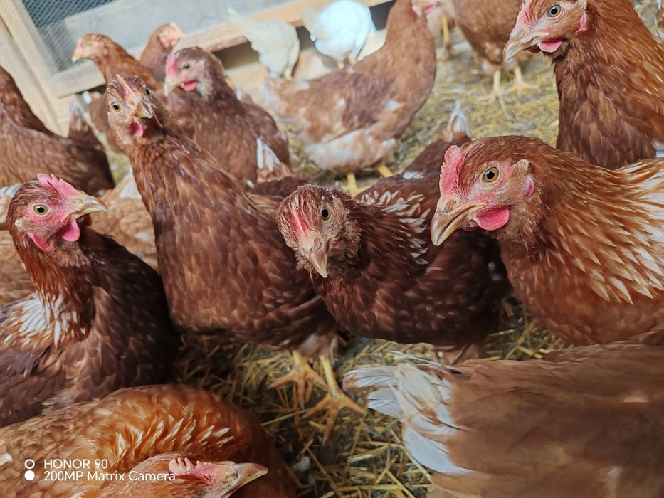 Ярки  Ломан Браун