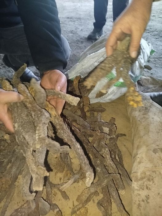 Chistaxeniy. Ildizi. Sotiladi