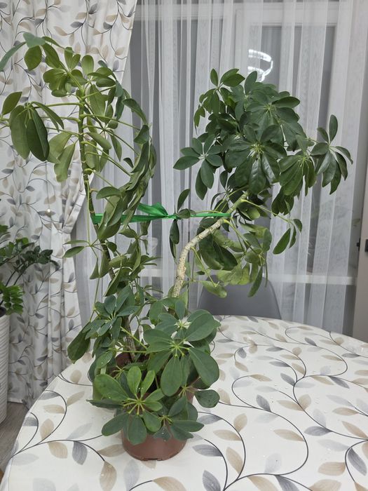 Шефлера комнатная