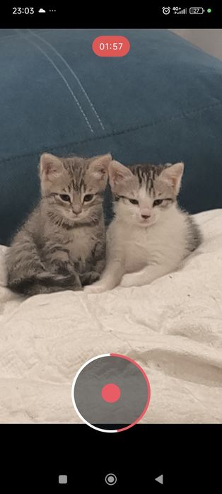 Отдам котят даром