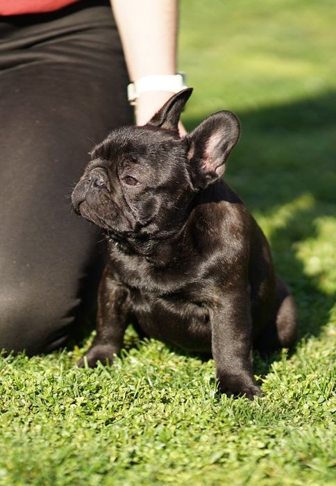 Bulldog Francez 3 luni