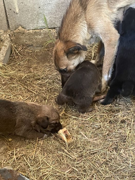 Catelusi pentru adoptie