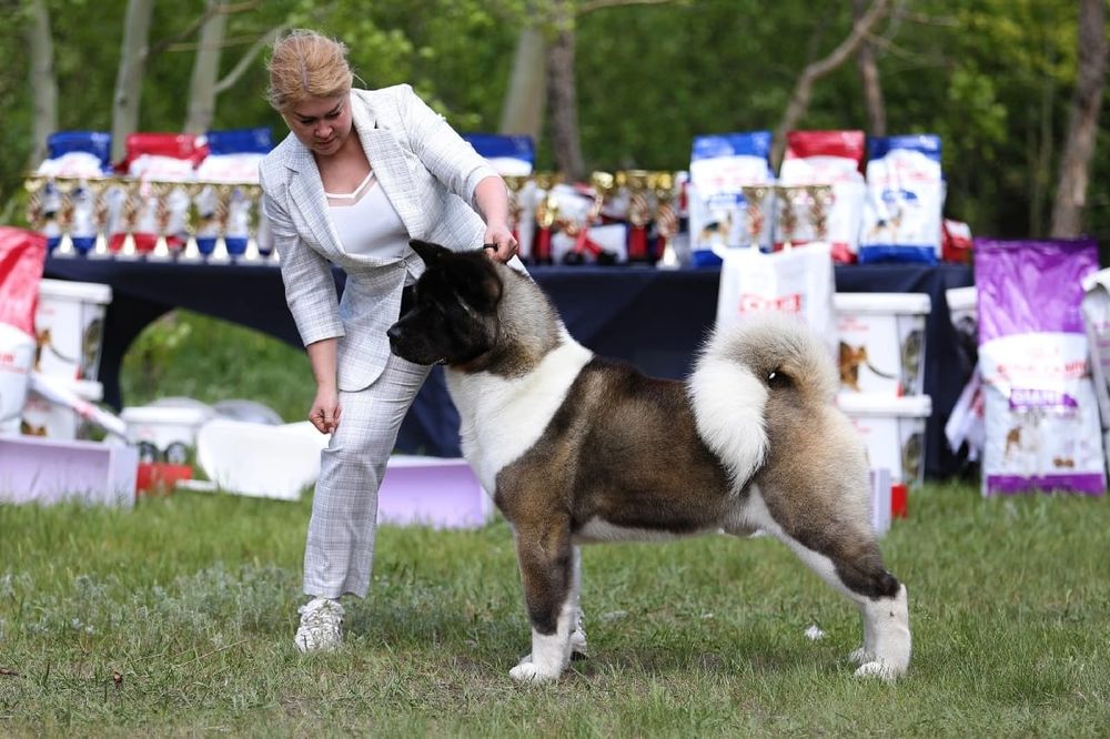 Американская акита вязка