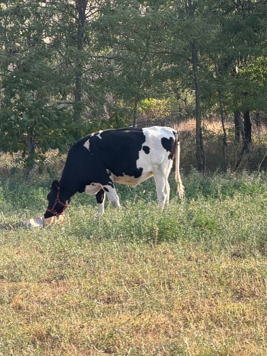 Vând vaca montată!