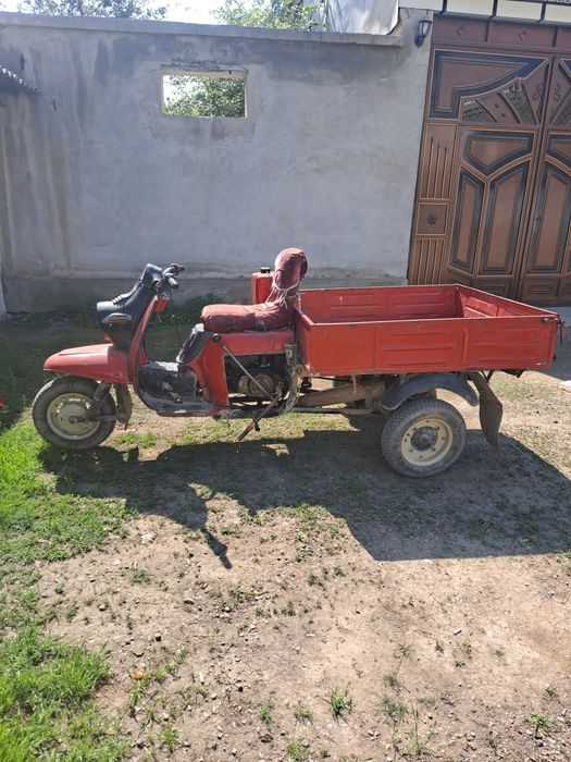 Муравей холати зор