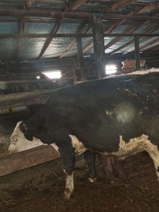 9 бука полтарашка