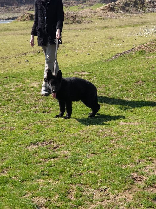 Немецкая овчарка