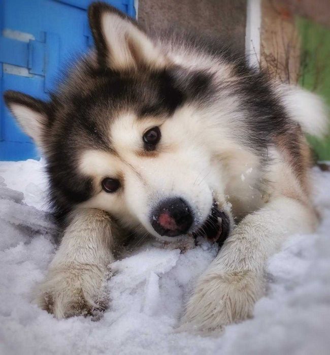 Собака Маламут щенок