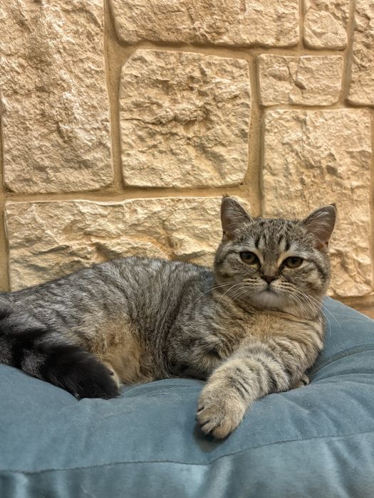 Motan British Tigrat