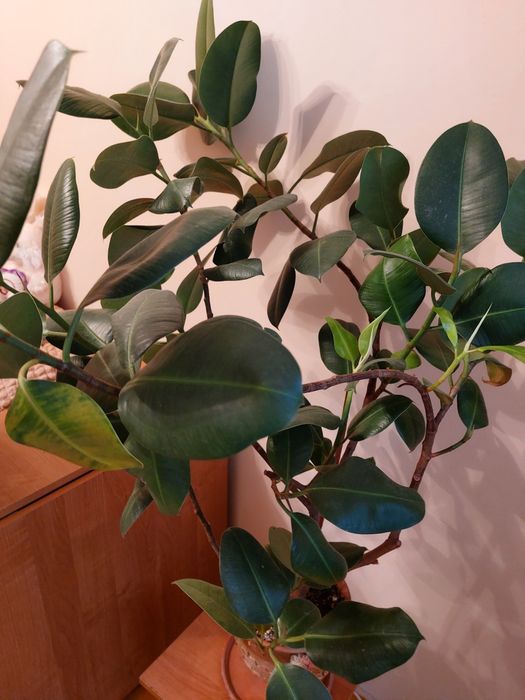 Фикус большой, красивый