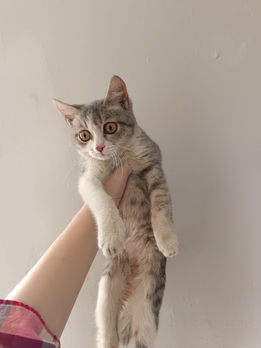 Бесплатно кошечка в добрые руки