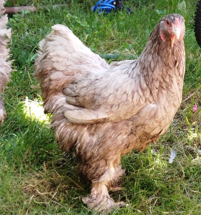 Găini brahma albastru