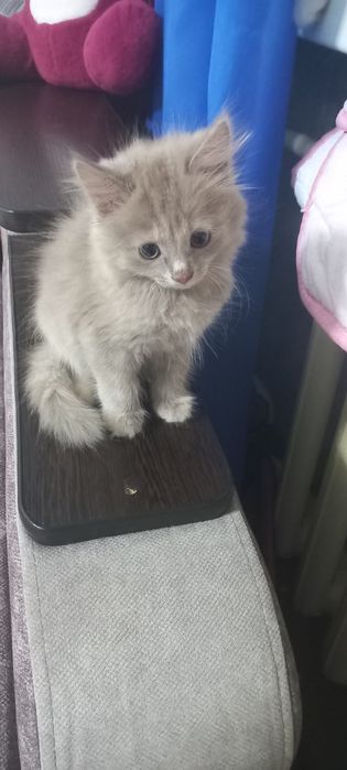 Отдам котёнка девочку