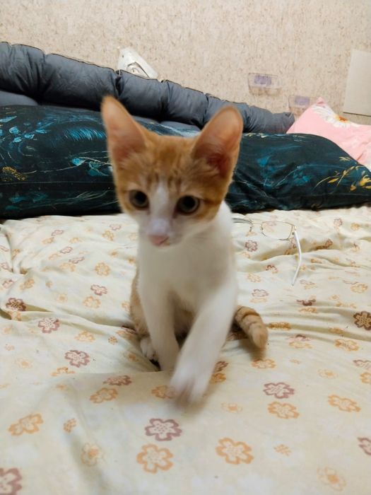 Отдам в хорошие руки