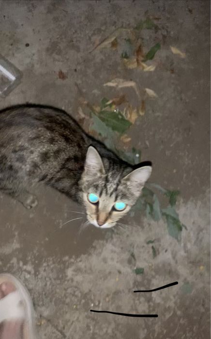 Пристраивается кошечка