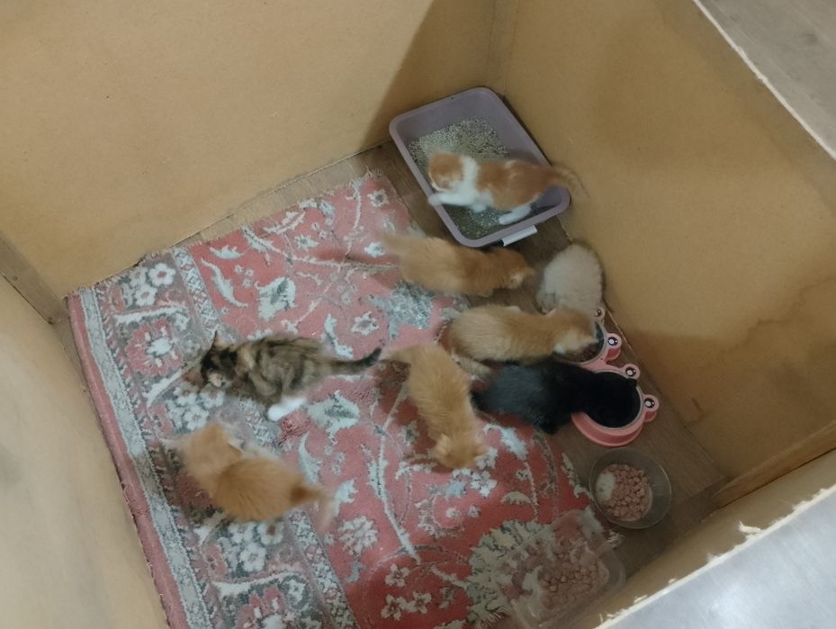 Отдам котят бесплатно