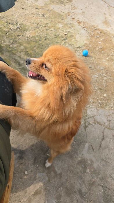 Женски померан шпиц