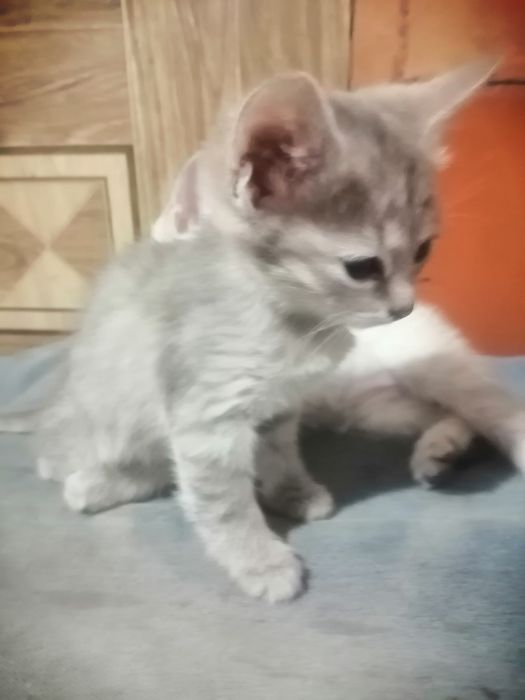 Котята даром отдам