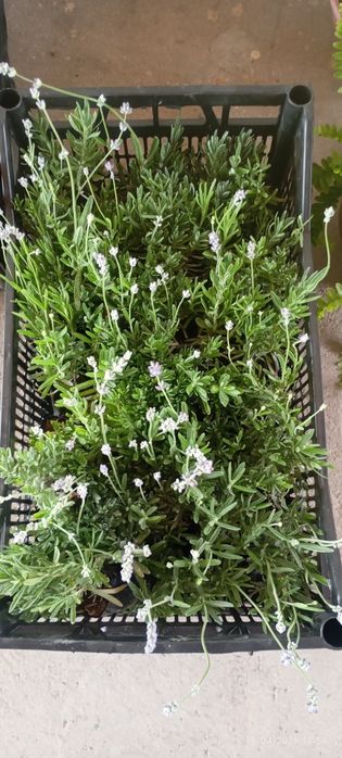 Globus xirzatema , lavanda ko' chatlari sotuvda bor