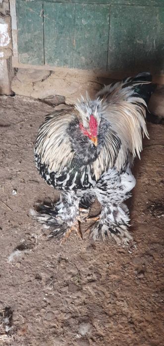 Cocos motat,încălțat,bărbos