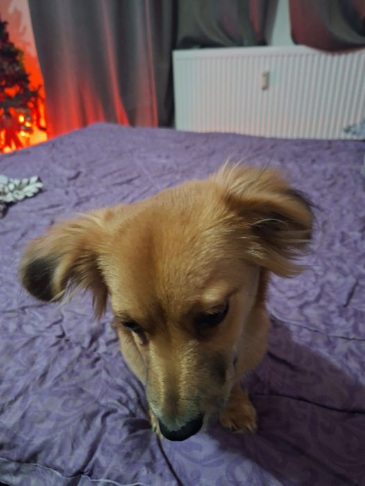 Donez câine pechinez