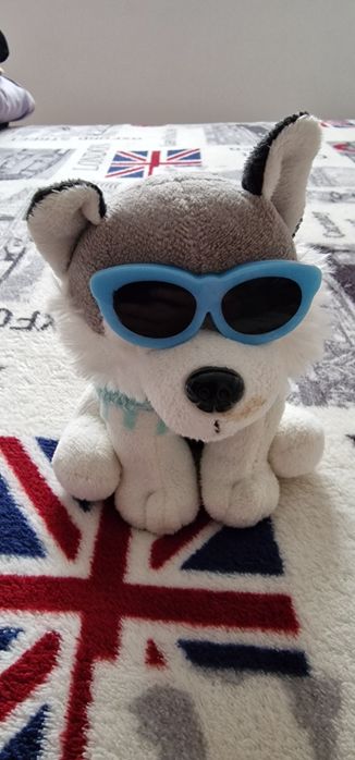 Lot cățeluși drăguți