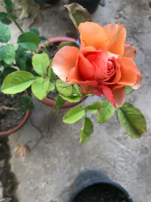 Роза Флорибунда.