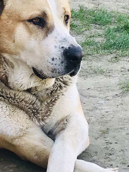 Алабай собака 2,5 года очень ухоженный