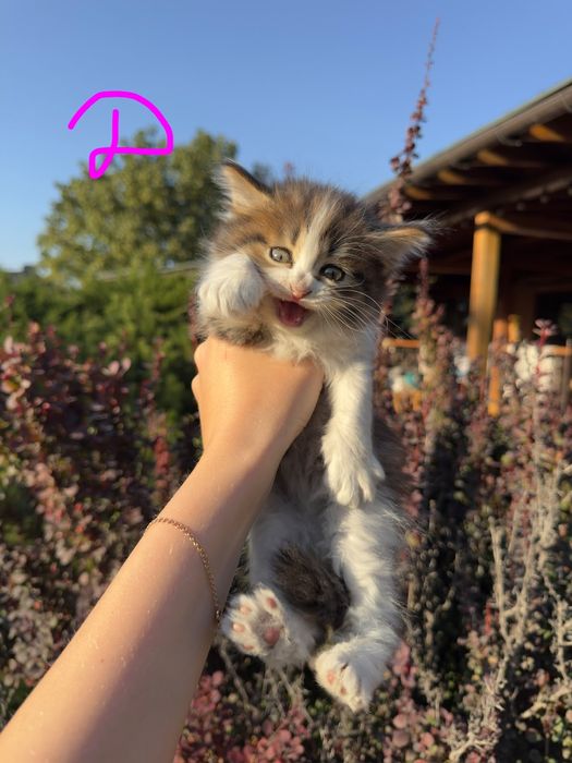 Котята от кошки крысыловки