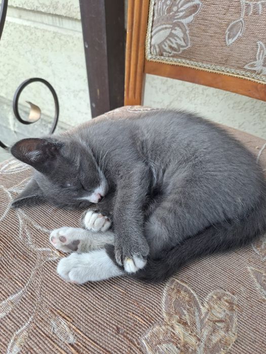 Отдам в добрые руки котят