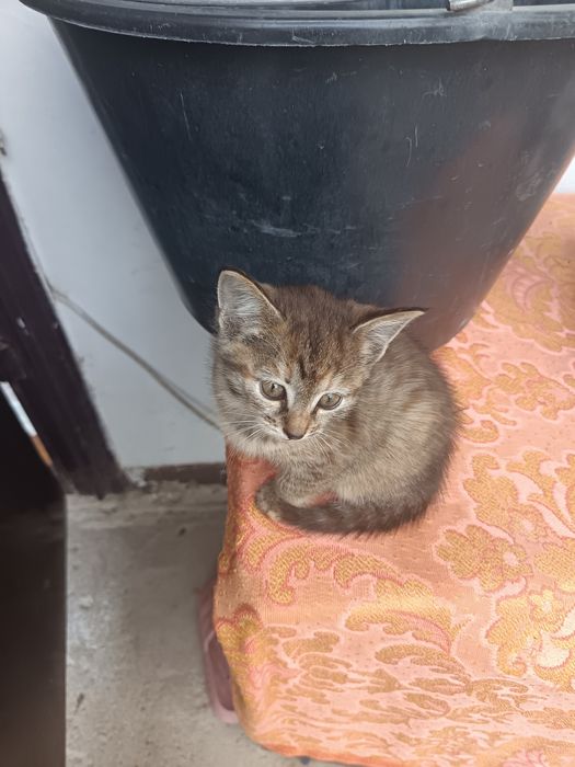 Отдам котят в добрые руки