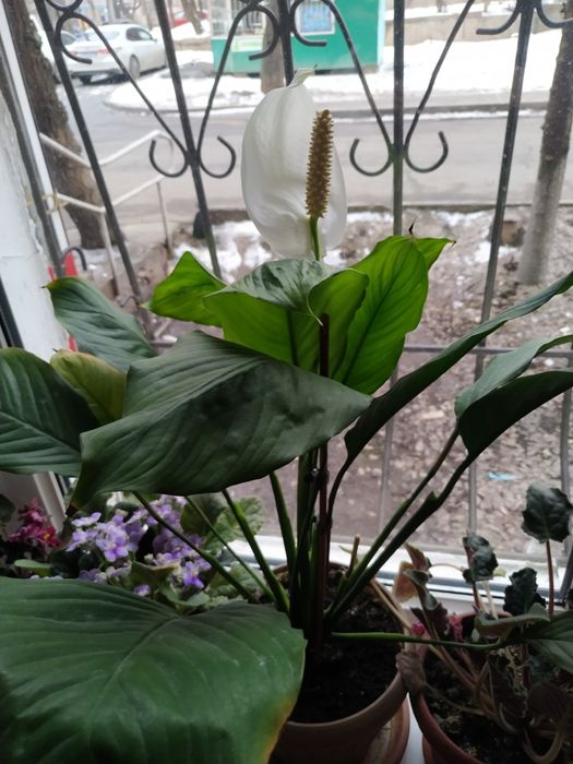 Комнатные растения