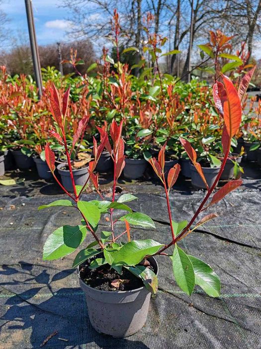 Фотиния " Червен робин" (Photinia x fraseri Red Robin)
