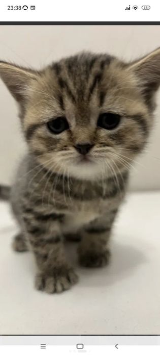 Бриташка 1,5  месяцев..Приучены