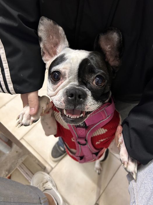 Отдам французкого бульдога