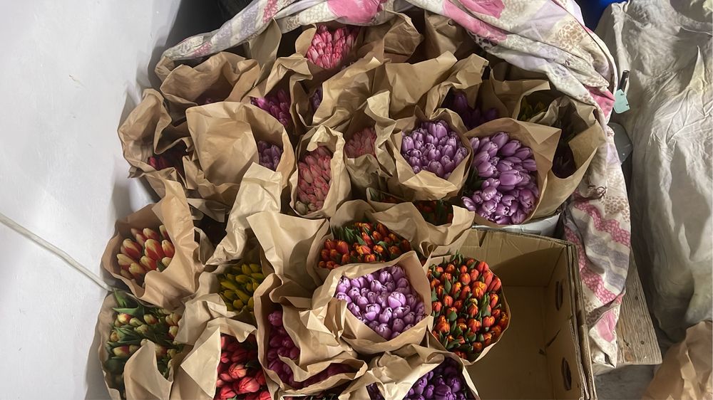 Оптом и в розинцу тюльпаны