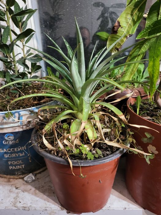 Плодоносящие мандарины